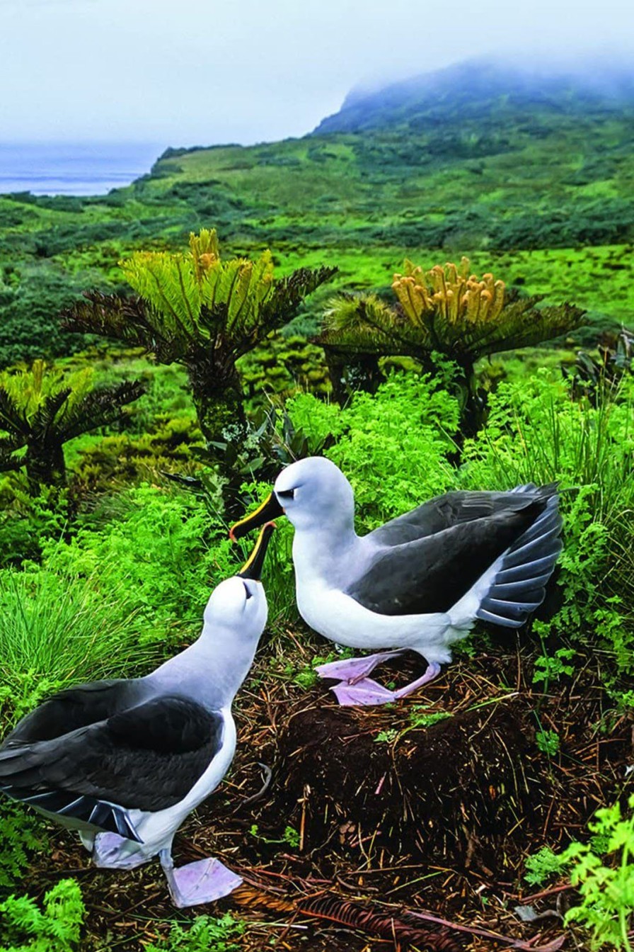 Home Burning Torch | One Of A Kind: The Unique World Of Island Animals