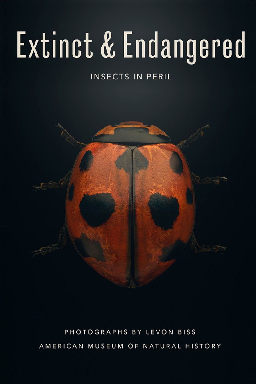 Home Burning Torch | Extinct And Endangered: Insects In Peril